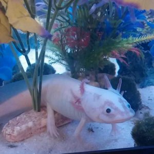 Wentworth, adult female Leucistic