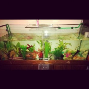 the "Big" (4ft) tank - 2 male leucastics (Axl Rose and Morgan Freeman), 1 Female Golden Albino (Simba), 1 Juvie Black Melanoid (Fredrik)