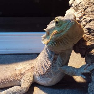 Bink's fat belly!