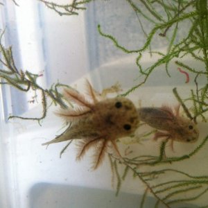 After 2 months they all have back legs and big fluffy gills