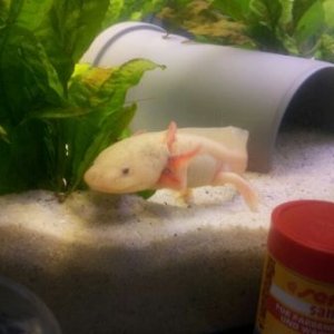 This one is angry with huge muscles!
