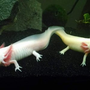Io and Eos worm slurp