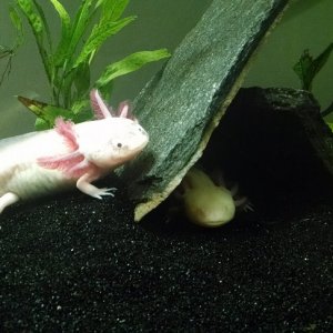 pascal3