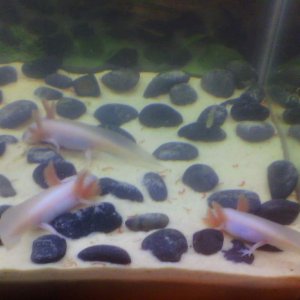 That's not the half of it! Four more are looking for something to swallow at the other end of the tank.