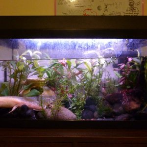 Kowhai, 2013
Just after I attached the java fern to her urn and driftwood.