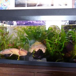 Kowhai, 2014
Just look at how much the java and anubias grew! Kowhai grew too!