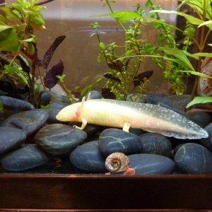 Kowhai, 2012, with his man servant Robert. Robert was the only snail he wouldn't eat. Sadly Robert died one day for no apparent reason.