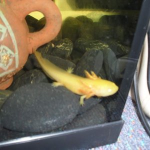 Baby Kowhai, 2011. A few weeks after I first got him. Man he was tiny.