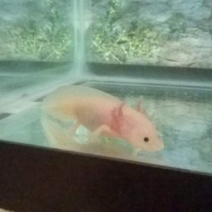 this is my new leucistic!
