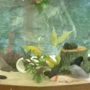 baby axolotl on left in small tank and then my big guy in the 55g on the right so he can swim right up to my shoulder when Im on the computer