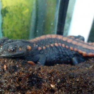Three Kweichownesis Newts are kept in a 60 gallon aquarium 45% being aquatic and the land portion have moss covered ground with several hiding spots. 