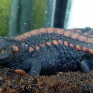 KWEICHOWNESIS NEWT from a reptile store in San Diego California, March 2014.