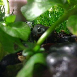 first introduce to the tank