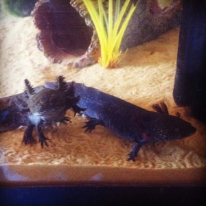 Clyde and Charles