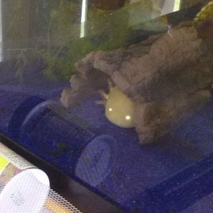 albie likes his hiding spot