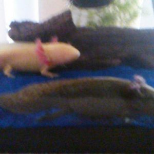 albie and drayla