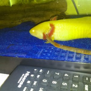 albie tried to eat big earthworm and it came out here gills now i just feed him red wigglers that's a good sizes