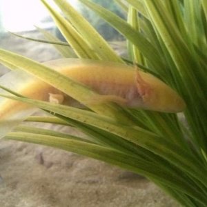 Couscous, golden albino