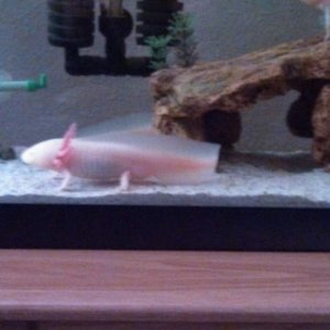 Our albino we no longer have.