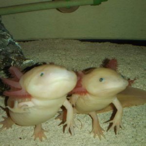 they beg for food. We feed them by hand so anytime they see a hand near the tank they stand up like this.