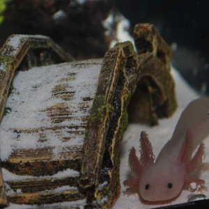 Lucy just after she arrived :)