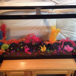 Another picture without water. All's I need left are some good hides. Waiting till they get a little bigger. They have a bad habit of getting stuck in