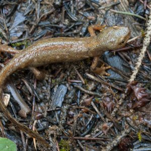 Female Ichthyosaura alpestris
