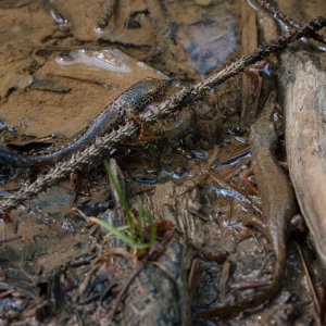 Male (left) and female (right) Ichthyosaura alpestris.