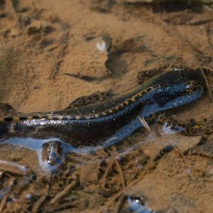 Male Ichthyosaura alpestris in his courtship plumage.