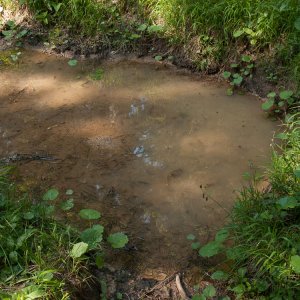 In late spring, this little pond is the home of hundreds of Ichthyosaura alpestris.