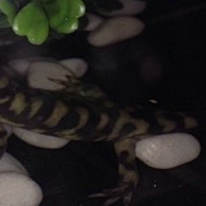 Semi-aquatic Spike.