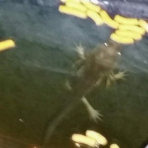 Our wild axolotl coming up to eat in our koi pond