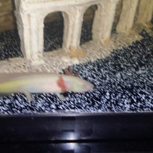 Our gfp leucy.
Named Honkey