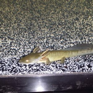 Gold or wild type axolotl from petco.
Named Mayor Goldie Wilson