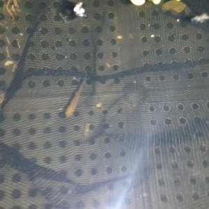 Came home from vacation Sept 2014 and found 1 lonely fry swimming in our koi pond!
Named Phillip J Fry