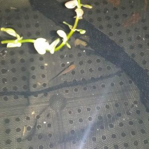 Came home from vacation Sept 2014 and found 1 lonely fry swimming in our koi pond!
Named Phillip J Fry