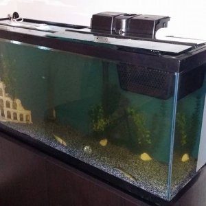 This is our new axolotl tank. Setup September 2014. 55 gallons.