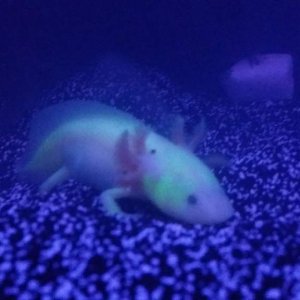 Honkey our gfp leucy glowing under blue led.