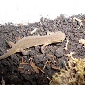 Notophthalmus Viridescens Female