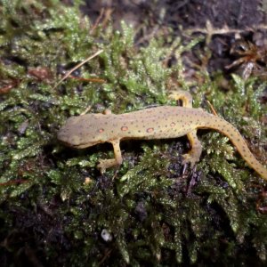 Young Notophthalmus Viridescens