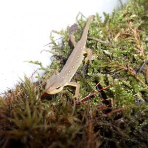 Young Notophthalmus Viridescens