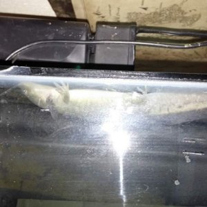 Thor in his favorite place: behind the filter, he just wedges himself up there and chills all day.