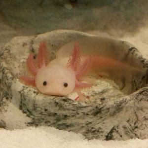 Lucy waiting for dinner