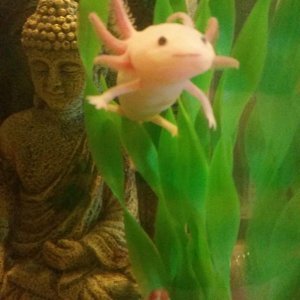 Lucy just floatin around