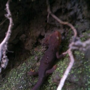 babynewt