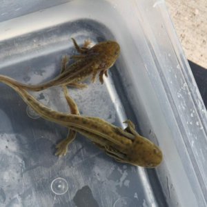 Photo #4 of the Waterdog Siblings
As long as they want to stay Waterdogs,  I will let them.