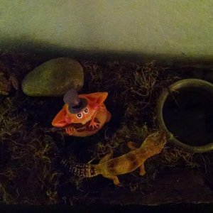 Tiger Gecko/Frog top view