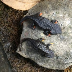 echinotriton andersoni CB 2014

adler_0