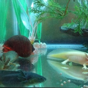 gfp tank