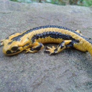 Salamandra salamandra fastuosa, male.